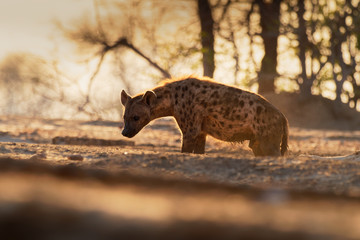 Spotted Hyena - Crocuta crocuta after meals walking in the park. Beautiful sunset in Mana Pools....