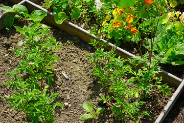 Raised bed vegetable garden box