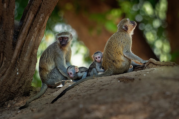 Vervet Monkey - Chlorocebus pygerythrus - family with parents and children of monkey of the family...