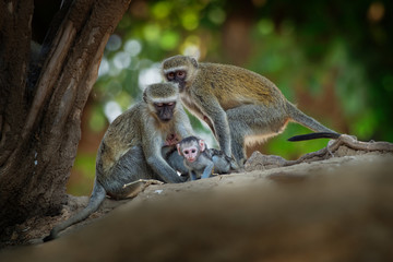 Vervet Monkey - Chlorocebus pygerythrus - family with parents and children of monkey of the family Cercopithecidae native to Africa, very similar to malbrouck (Chlorocebus cynosuros).