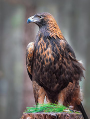 Golden Eagle at the Carolina Raptor Center, 2017 - Charlotte, NC, Scientific name:Aquila chrysaetos