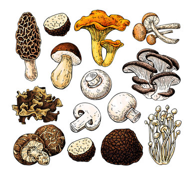 Mushroom hand drawn vector illustration. Isolated Sketch food drawing. Champignon, morel, truffle,