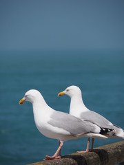 couple of seagulls on the beach