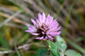 Photograph of blooming red clover