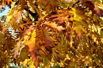Beautiful autumn leaves. Oak leaves in the fall. Autumn leaves.