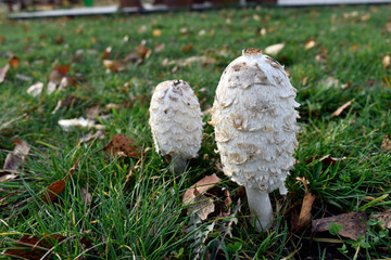 Autumn young mushrooms.