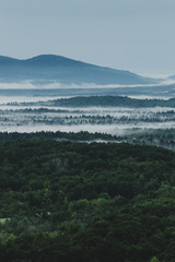 Forest in misty atmosphere.