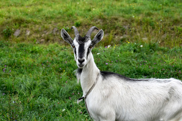 Naklejka na ściany i meble Photo of a domestic goat