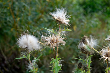 Beautiful photo of weeds