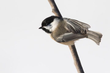 Obraz premium black-capped chickadee in winter