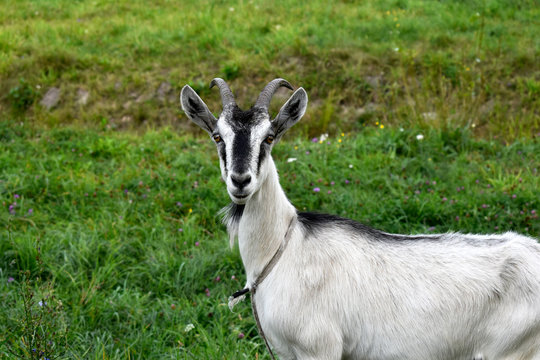 Photo of a domestic goat