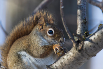 Naklejka na ściany i meble American red squirrel (Tamiasciurus hudsonicus) in winter