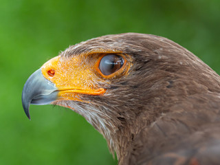 View of the bay-winged hawk (Parabuteo unicinctus) with his nictitating membrane, looking to the left on a green background