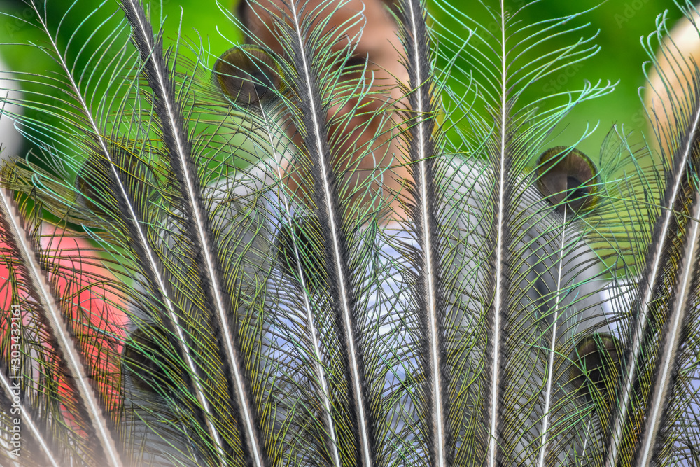 Poster peacock feathers