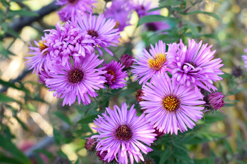 Fototapeta premium Colorful flowers on a sunny autumn day