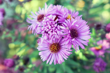 Colorful flowers in the fall. Beautiful and colorful autumn flowers.