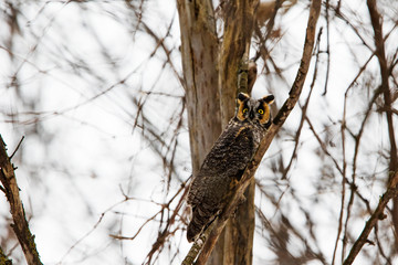 Long-eared owl (Asio otus) in winter