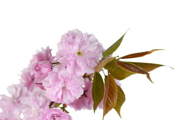 Beautiful sakura isolated. Beautiful flowering - blooming Japanese cherry 