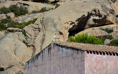 seagull on the old roof