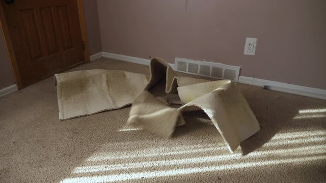 A closeup view of a home's old carpeting and padding being ripped out and thrown aside. House renovation concept. With raw audio.  	