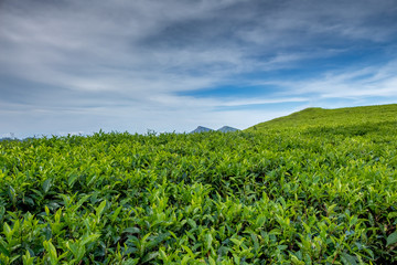 Fototapeta na wymiar Tea Plantation in Sri Lanka