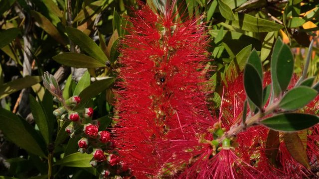 Roter Zylinderputzer (Callistemon) mit best&auml;ubenden Bienen. 4K , Eine Naheinstellung beiden sich im Wind bewegenden Bl&uuml;ten.