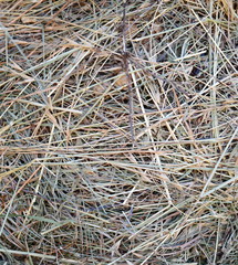 Dry grass background. Freshly cut and baled hay stacked to dry