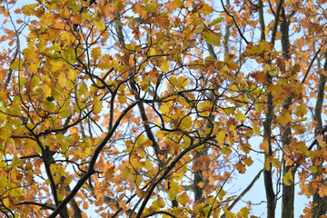 Oak leaves during autumn. Somewhere in Poland.