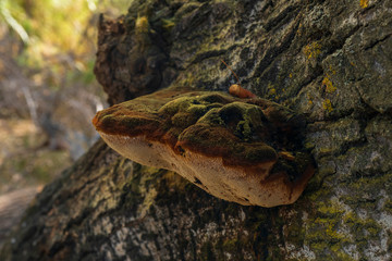 Fungi in Lucainena trees