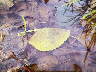 autumn leaves on water