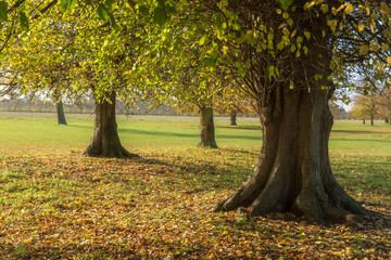 Populus trees in autumn