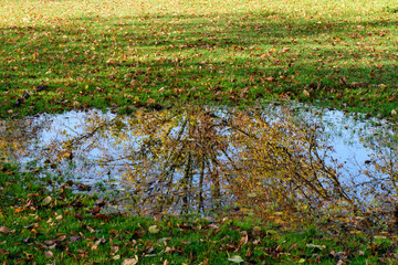 Reflection of autumn tree in a puddle