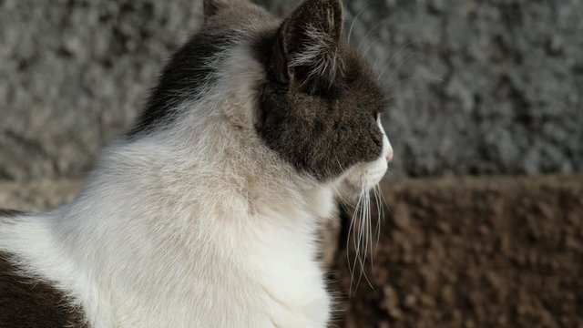 Portr&radic;&sect;t von Stra&radic;&uuml;enkatzen an einer illegalen Futterstelle in Puerto de la Cruz. Die Katzen sind m&radic;&ordm;de. Auf Teneriffa gibt es f&radic;&ordm;r streunende Katzen von Privatleuten eingerichtete Futterstellen.