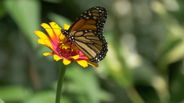 Monarch butterfly on blanket flower 4K