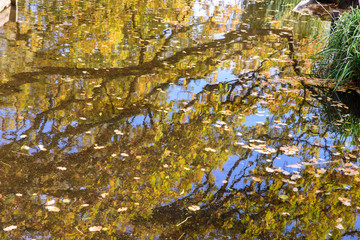 Reflection of autumn leaves and sky in water