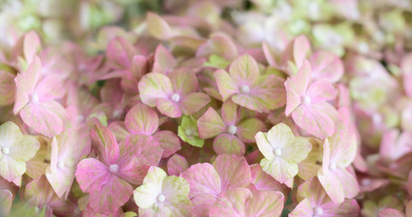 Hydrangeas of pink color close-up. Background with copy space. Greeting card, photo wallpaper concept. Spriring hortensia with copy space.