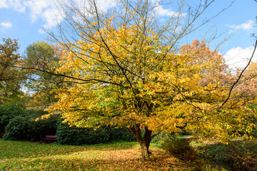 Bright yellow autumn Populus tree in a park