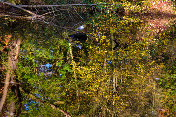 Seagull reflecting in autumn pond