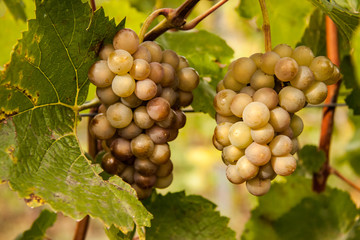 grapes on the vine