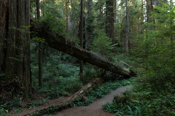 fallen tree in the woods