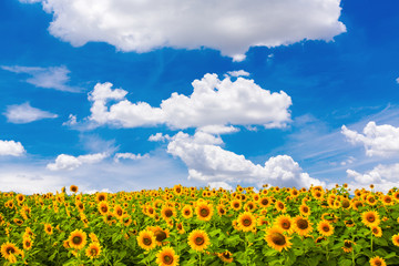 Sunflower field blossom close up and blue sky.