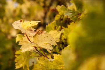 yellow vine leaves in autumn