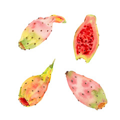 Hand drawn watercolor illustration set of opuntia ficus indica fruit or prickly pear or tuna. Pastel colored of four Indian fig fruits, whole and halved slice. Isolated on white