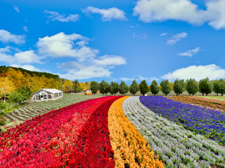 hokkaido flower farm