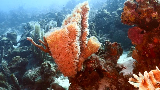 Seascape of coral reef in Caribbean Sea / Curacao with coral and sponge