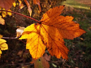 autumn leaves