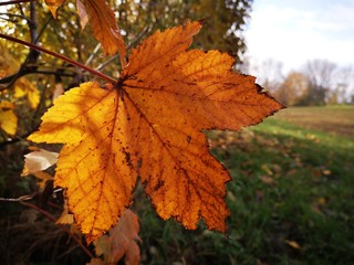 maple leaves in autumn