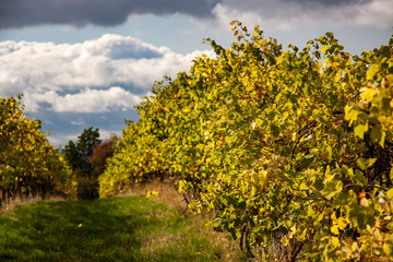 Fototapeta na wymiar vineyard in autumn in saxony, germany