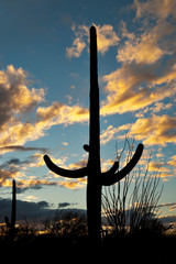 A saguaro cactus with sky in the background