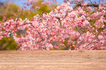Cherry Blossom Tree Top Stock Photos And Royalty Free Images